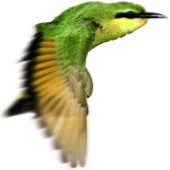 NEW COLOR KI-MarkenEntwicklung, Vogel, Wappentier